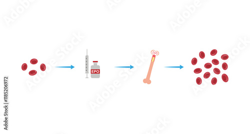 Erythropoietin (EPO) Effect on RBC Molecules Science Design. Vector Illustration.