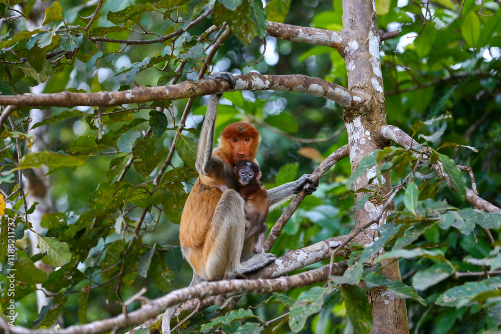 Fototapeta premium A female wild proboscis monkey with baby looking direct to camera sit at shaded area to avoid from hot sun at mangrove forest in Sukau Bilit Kinabatangan Sabah Malaysia.