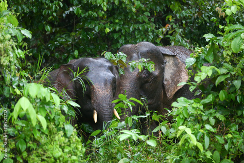The Borneo elephant, also called the Bornean elephant or the Borneo pygmy elephant. Picture taken at wild Bilit Kinabatangan Sabah Malaysia.