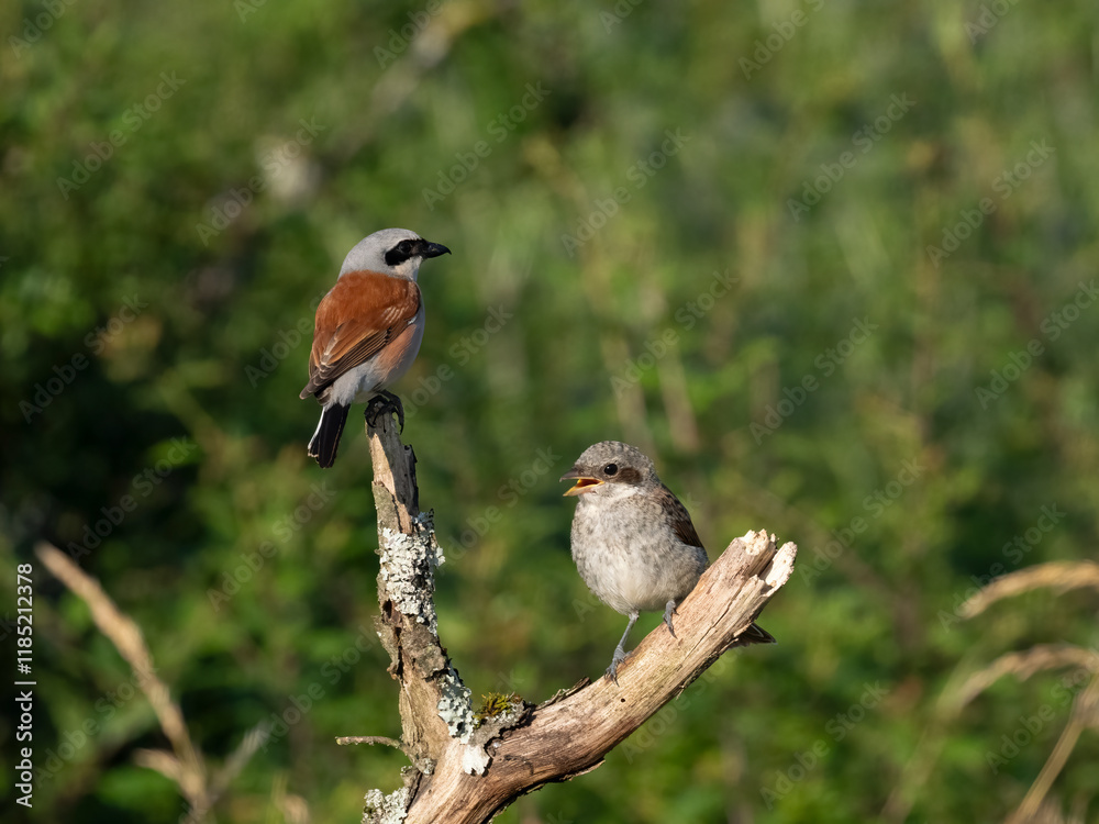 Fototapeta premium Neuntöter (Lanius collurio)