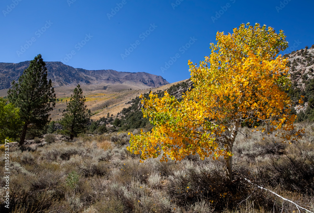 The image shows a vibrant autumn scene in the Eastern Sierras. A tree with bright yellow leaves stands prominently in the foreground, contrasting beautifully against the clear blue sky.