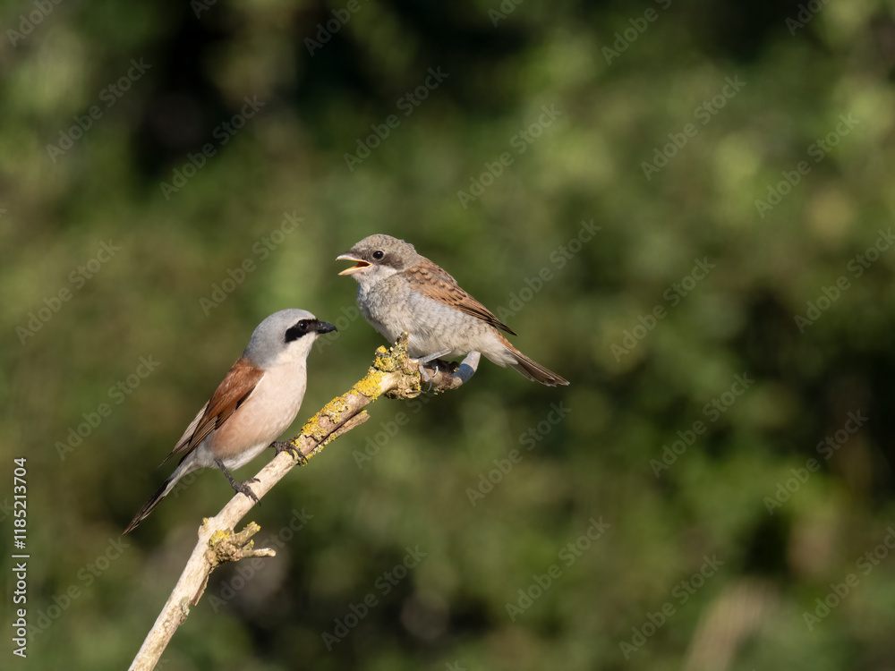 Neuntöter (Lanius collurio) Neuntöter (Lanius collurio)