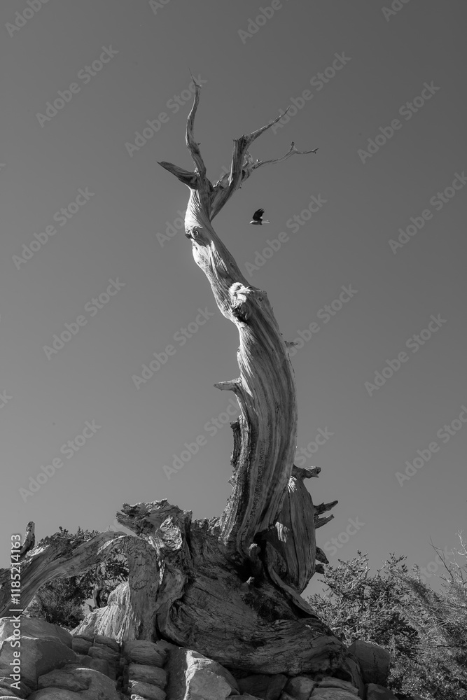 Timeless Endurance: black and white image of Ancient Bristlecone Pine on Methuselah Grove Trail in the White Mountains of California