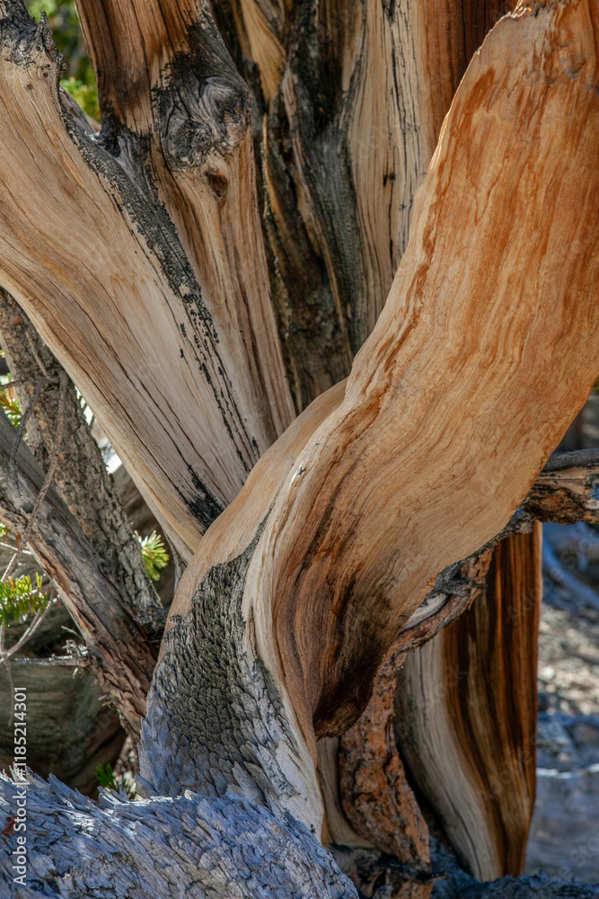 Close up of an Ancient Bristlecone Pine in White Mountains, California, intricate patterns and textures of the wood are a testament to the tree's resilience and survival in extreme climatic conditions