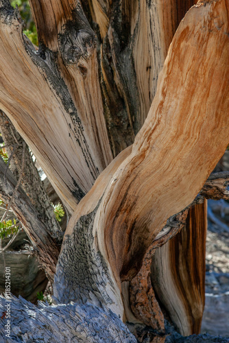 Obraz na płótnie Close up of an Ancient Bristlecone Pine in White Mountains, California, intricate patterns and textures of the wood are a testament to the tree's resilience and survival in extreme climatic conditions w salonie