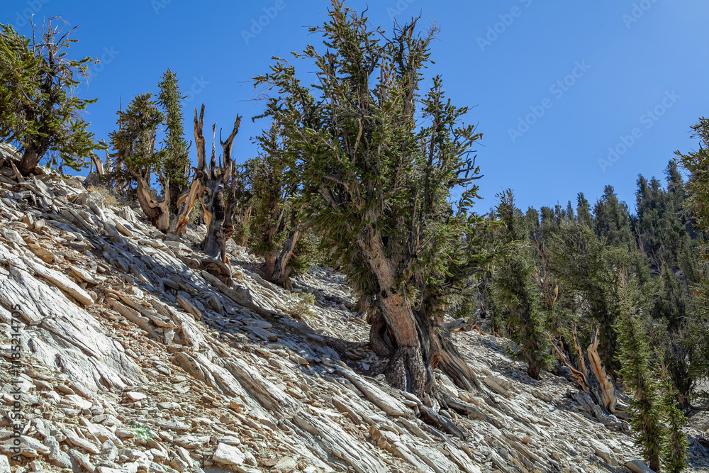 Resilient Bristlecone Pine on Methuselah Grove Trail in White Mountains, California
