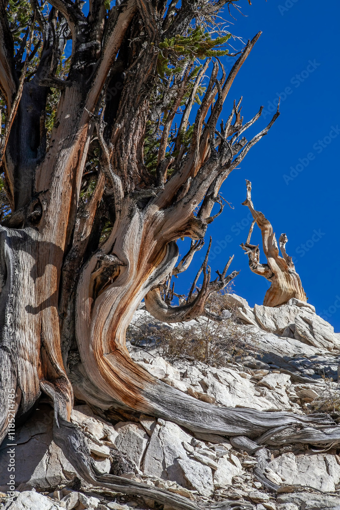 Resilient Bristlecone Pine on Methuselah Grove Trail in White Mountains, California