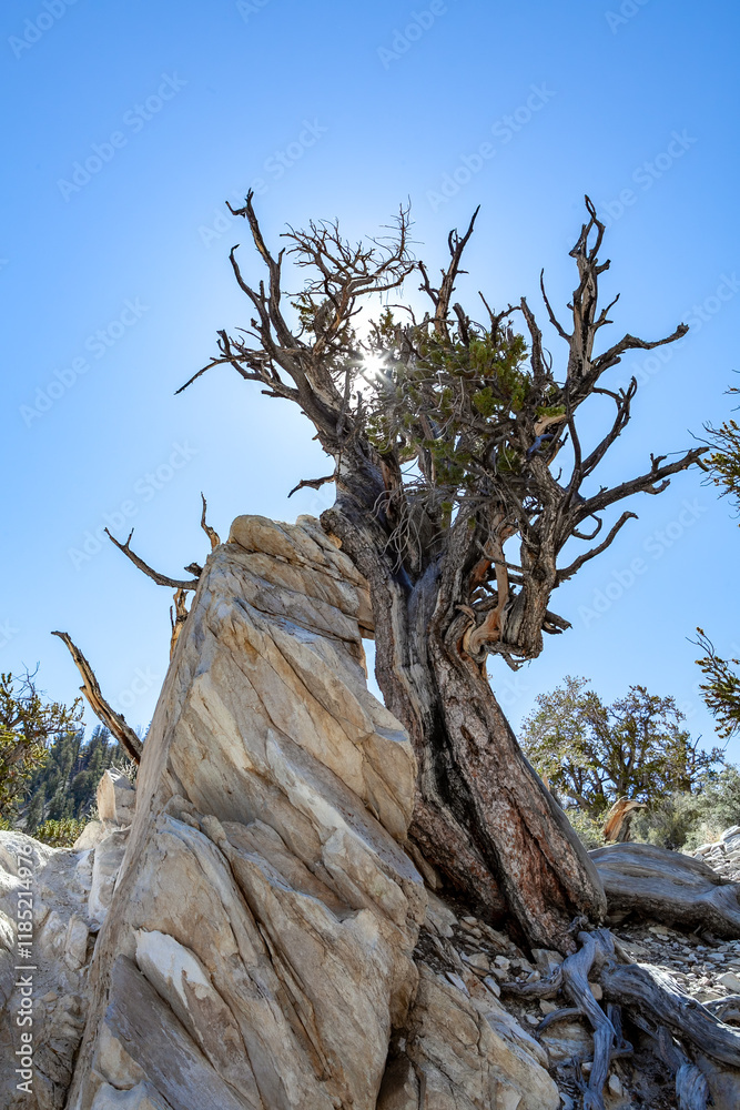 Resilient Bristlecone Pine on Methuselah Grove Trail in White Mountains, California