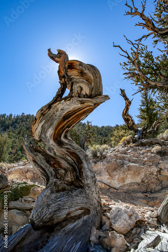 Obraz na płótnie Resilient Bristlecone Pine on Methuselah Grove Trail in White Mountains, California w salonie