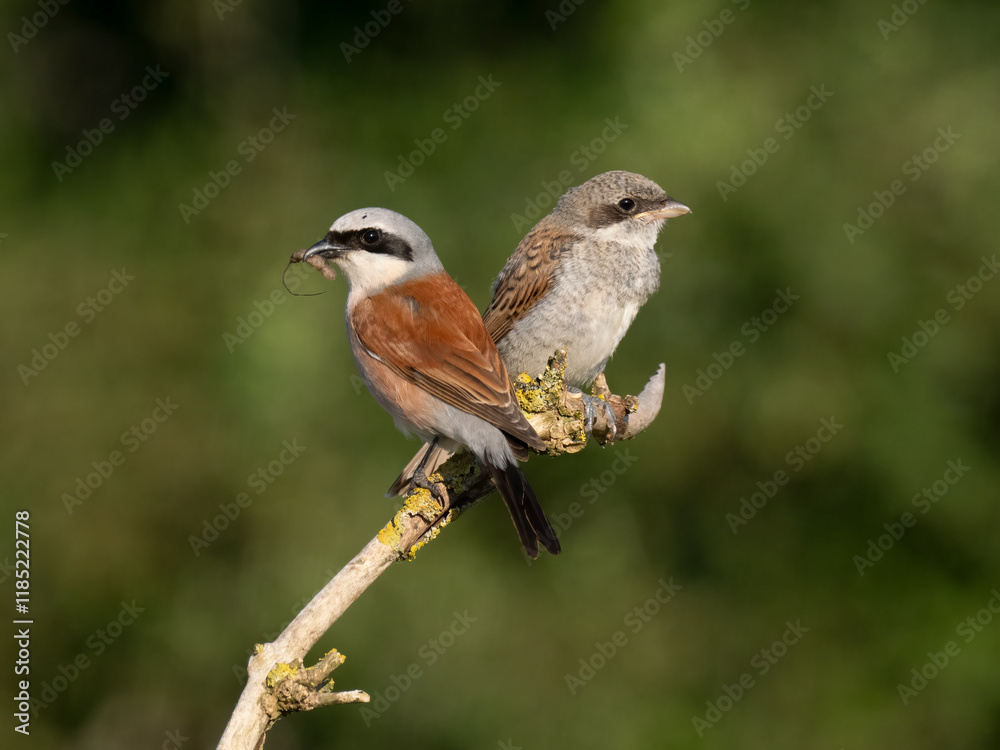 Fototapeta premium Neuntöter (Lanius collurio)