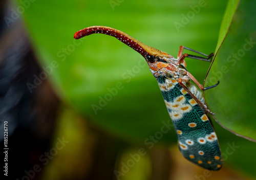 Lanternfly Pyrops candelaria or Pyrops candelaria. A plant sap-sucking pest.