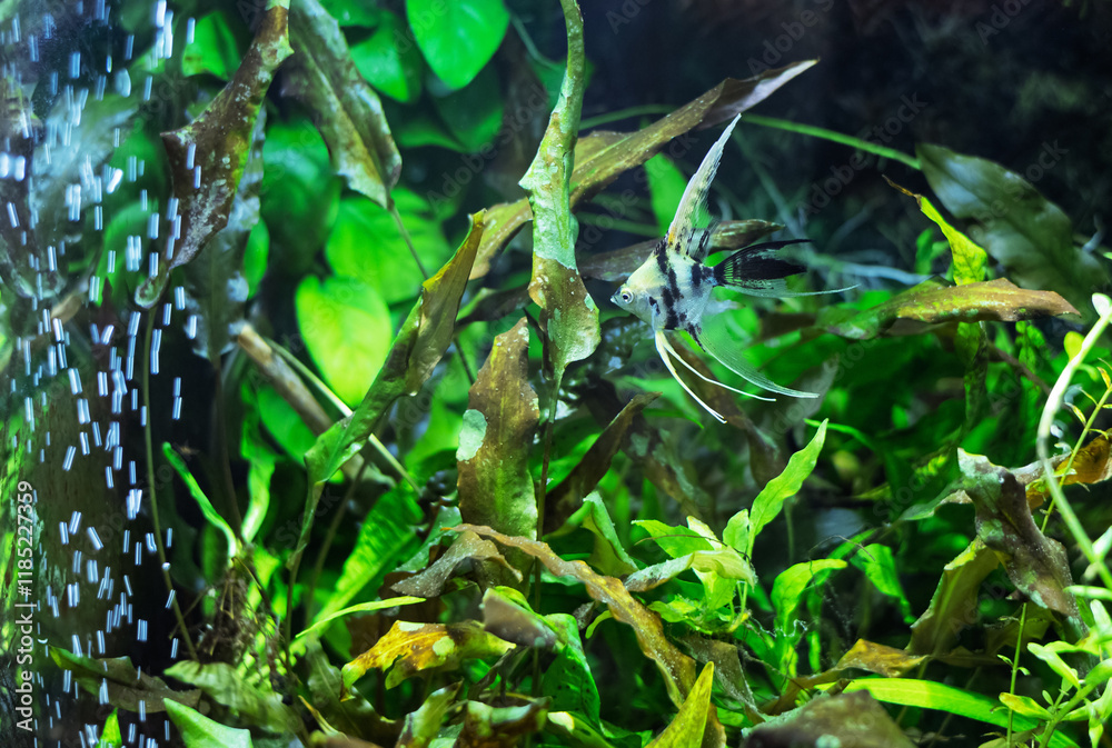 Fototapeta premium Angelfish in a Tropical Aquarium with an air bubbler