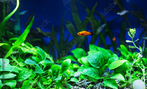 Docile red wag platy swimming in a densely decorate with live plants tropical community aquarium, shallow depth of field photo