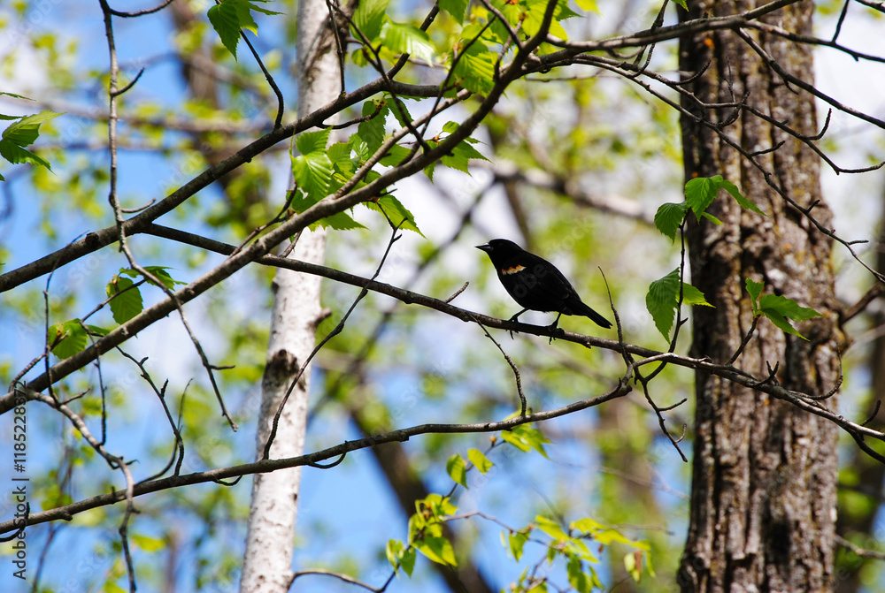 Obraz premium Red-winged Blackbird in tree