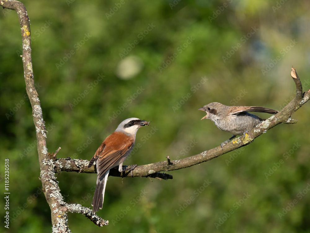 Neuntöter (Lanius collurio) Neuntöter (Lanius collurio)