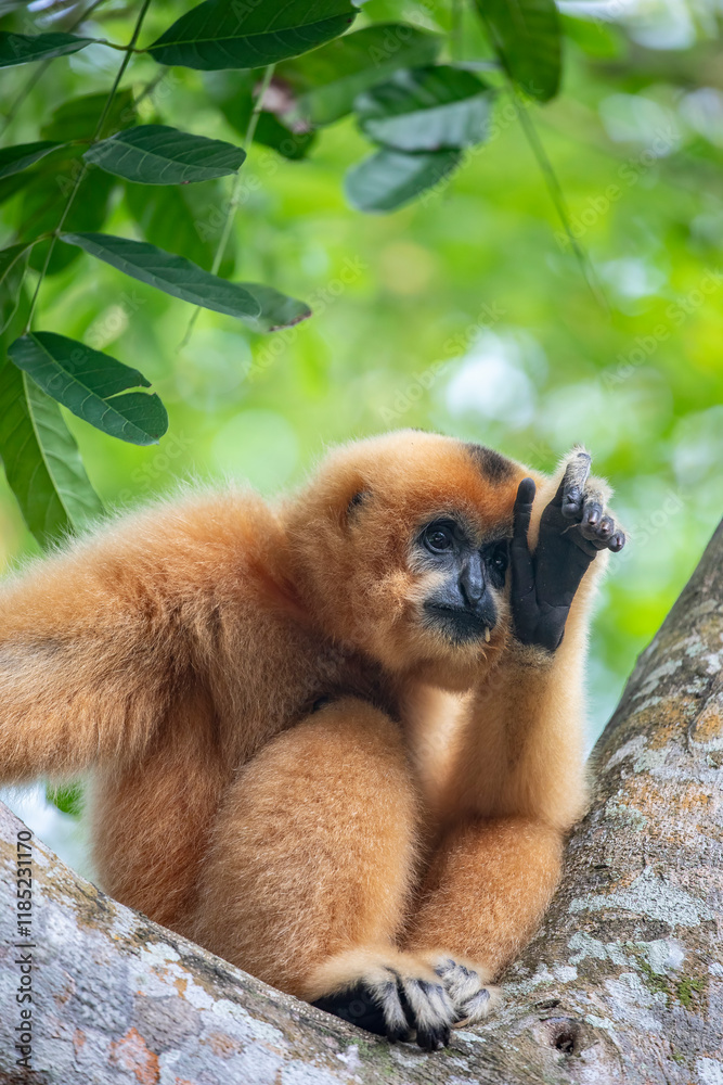 Obraz premium The Buff-cheeked Gibbon (Nomascus gabriellae) is a Southeast Asian primate with distinctive buff-colored cheeks. Found in Vietnam, Laos, and Cambodia, it is endangered due to habitat loss and poaching
