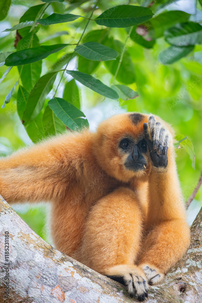 Obraz premium The Buff-cheeked Gibbon (Nomascus gabriellae) is a Southeast Asian primate with distinctive buff-colored cheeks. Found in Vietnam, Laos, and Cambodia, it is endangered due to habitat loss and poaching