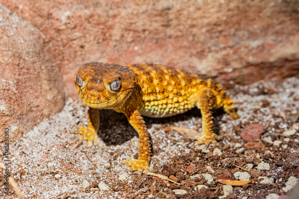 
The Rough Knob-Tailed Gecko (Nephrurus amyae) is native to Australia, known for its distinctive knob-like tail used for defense. It inhabits arid, rocky areas, is nocturnal, and feeds mainly on insec