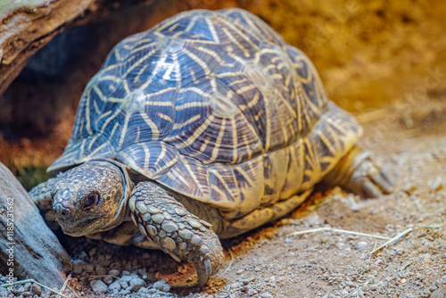 The Indian star tortoise (Geochelone elegans) is a threatened tortoise species native to India, Pakistan and Sri Lanka where it inhabits dry areas and scrub forest.  photo