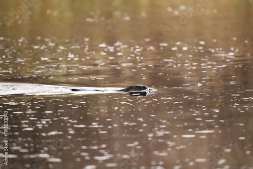 otter in the river