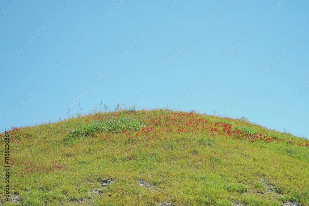 Obraz premium A Vibrant Green Hilltop Landscape with Poppies and Clear Blue Sky, Featuring a Serene Natural Setting Under Bright Sunshine
