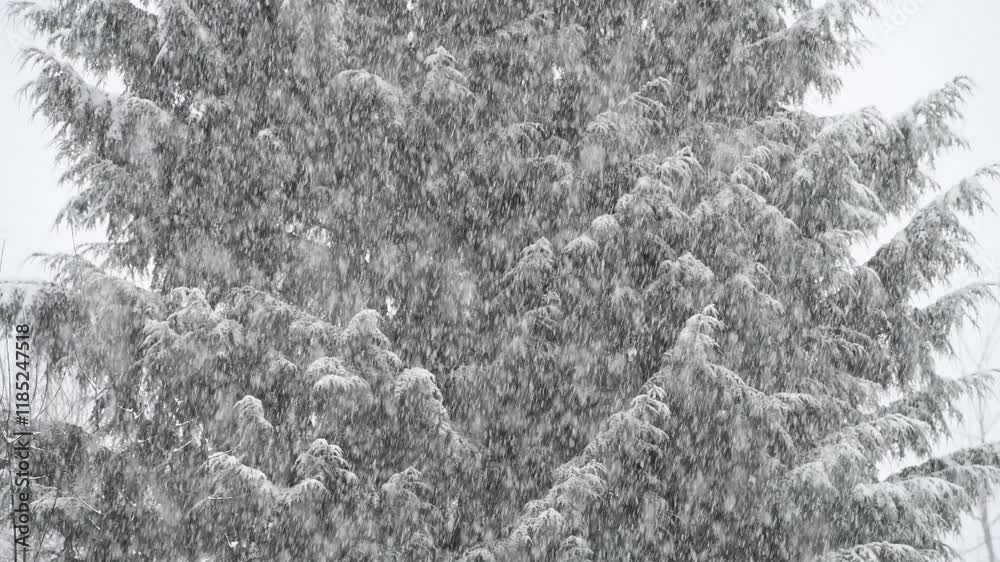 Background heavy snow falling in front of fir tree in vertical motion during cold winter weather Background heavy snow falling in front of fir tree in vertical motion during cold winter weather