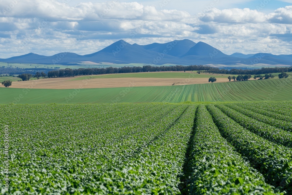 Expansive Agricultural Landscape with Lush Green Fields and Rolling Mountains Under a Bright Blue Sky Featuring Fluffy White Clouds Expansive Agricultural Landscape with Lush Green Fields and Rolling Mountains Under a Bright Blue Sky Featuring Fluffy White Clouds