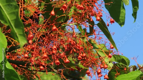 Red flowers on a flame tree (Brachychiton acerifolius) in an Australian garden photo