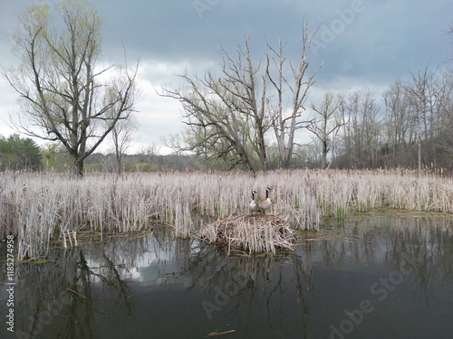 Two Canada geese on their nest in a marsh - Deux bernaches du Canada sur leur nid dans un marais photo