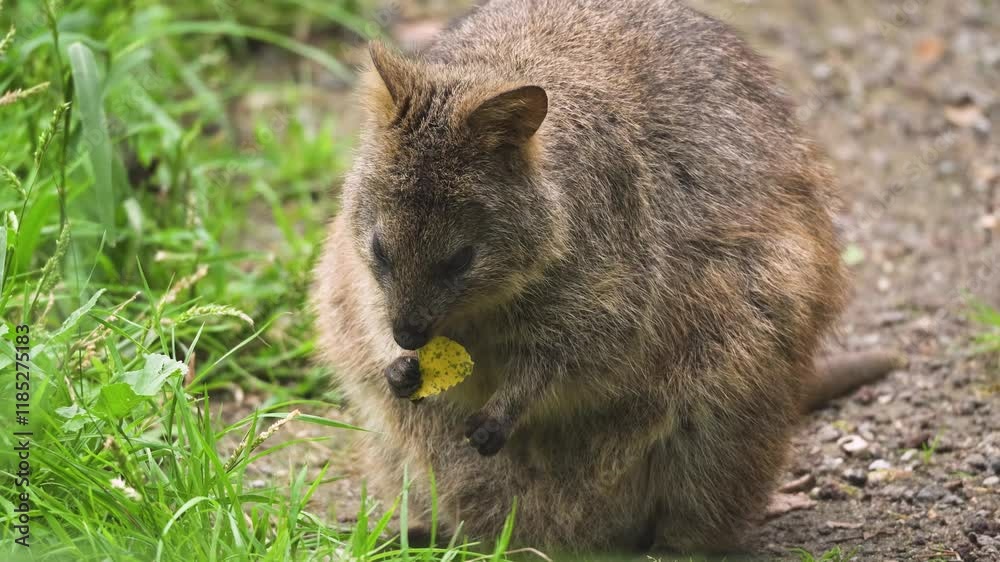 Close up of wallaby kangaroo sitting on a meadow and eating leaves Close up of wallaby kangaroo sitting on a meadow and eating leaves