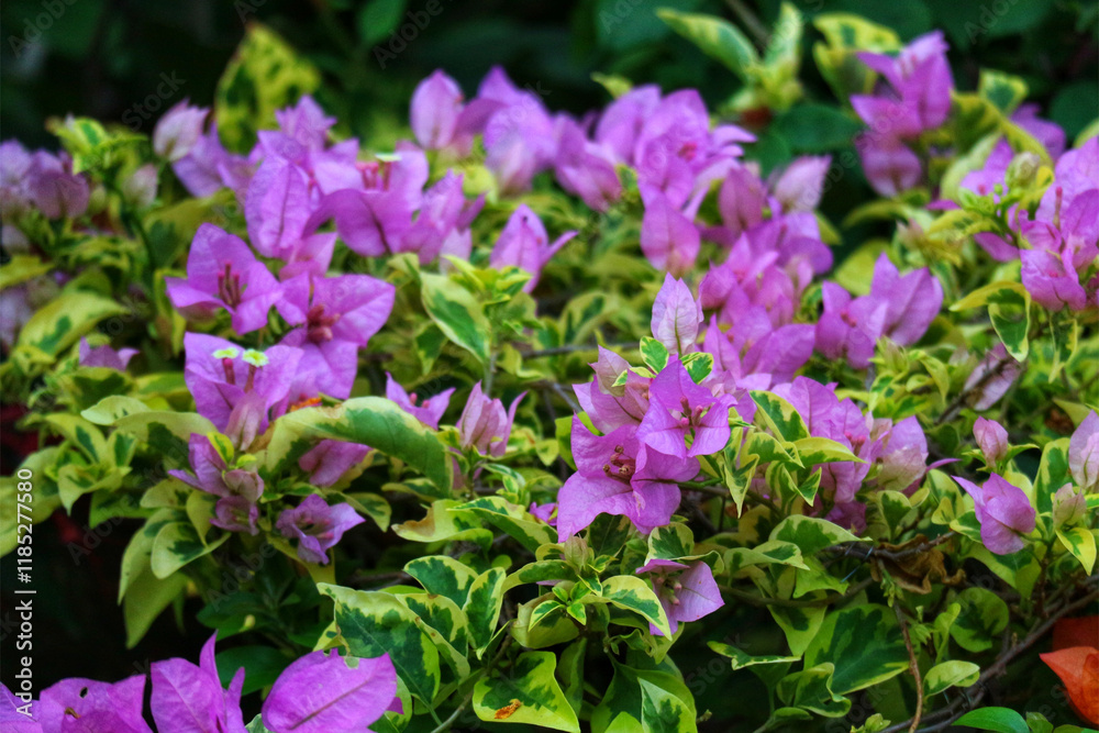 Vibrant Bougainvillea Blooms: A Lush, Pastel Garden Scene Vibrant Bougainvillea Blooms: A Lush, Pastel Garden Scene