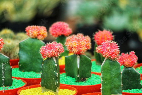 Vibrant Pink Gymnocalycium Cactus Blossoms in Colorful Pots photo