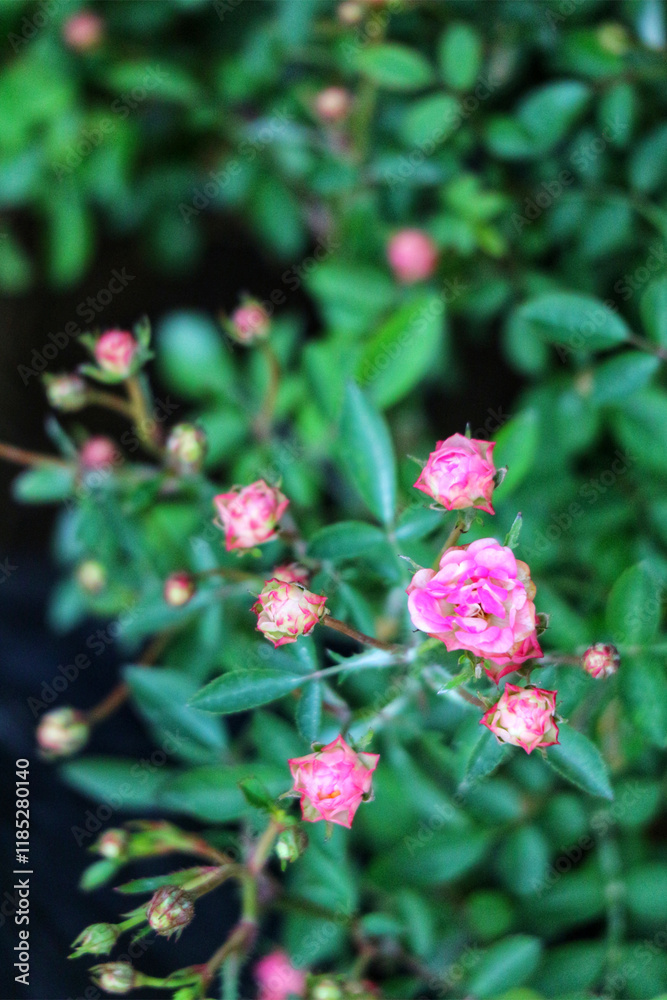 Pink Rose Bush: Delicate Blooms in Lush Green Foliage Pink Rose Bush: Delicate Blooms in Lush Green Foliage