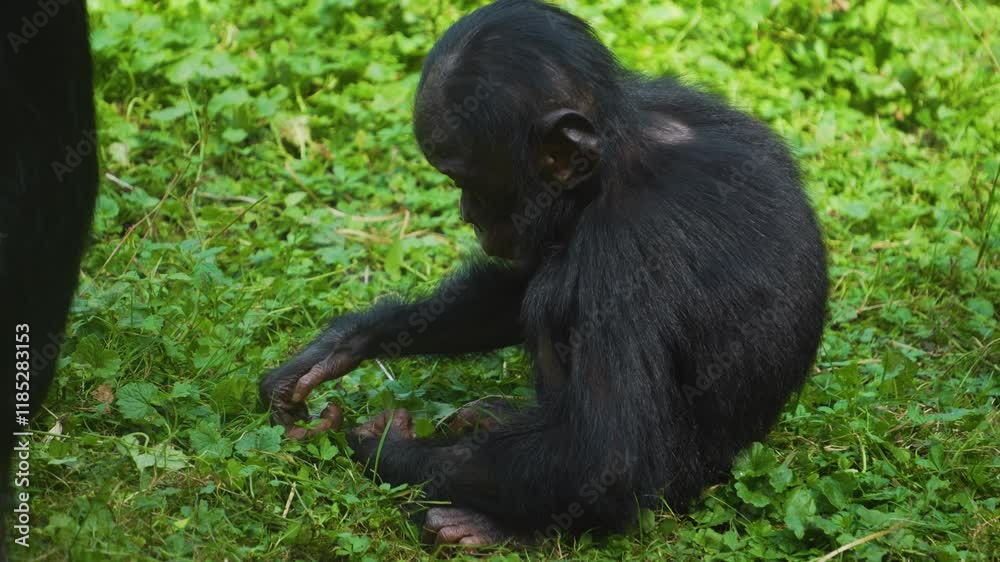 Close view of a young baby Bonobo sitting in the grass and eating Close view of a young baby Bonobo sitting in the grass and eating