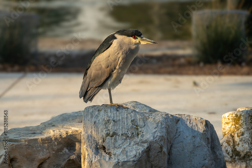 blue heron