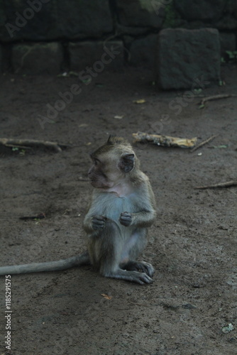 A long-tailed monkey cub sitting photo