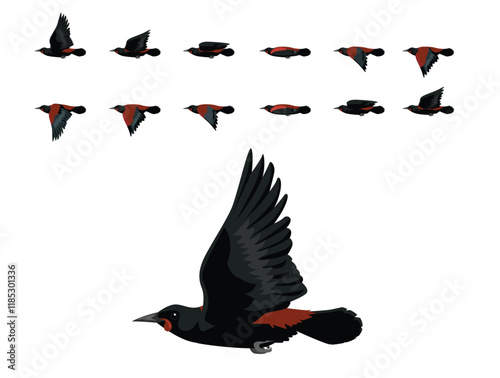 Saddleback Tieke Bird New Zealand Flying Animation Sequence Cartoon Vector
