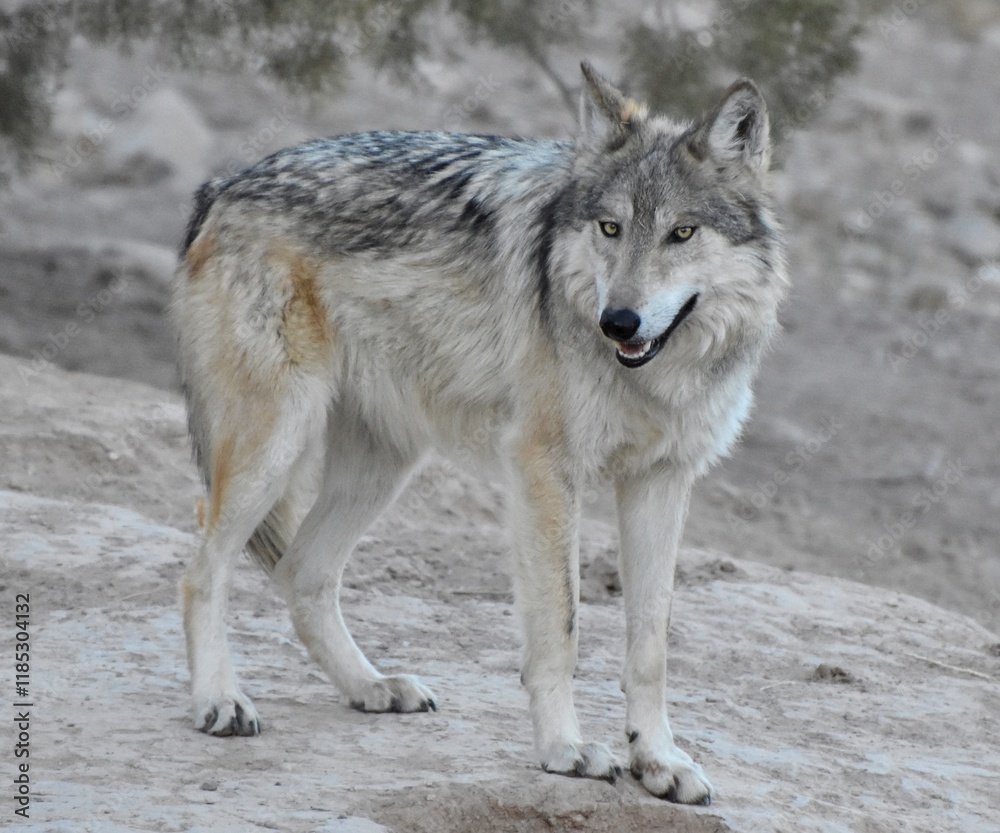 The Mexican Wolf (Canis lupus baileyi) is a subspecies of gray wolf native to Arizona, New Mexico, and northern Mexico. The Mexican Wolf (Canis lupus baileyi) is a subspecies of gray wolf native to Arizona, New Mexico, and northern Mexico.