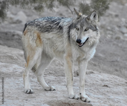 The Mexican Wolf (Canis lupus baileyi) is a subspecies of gray wolf native to Arizona, New Mexico, and northern Mexico. 