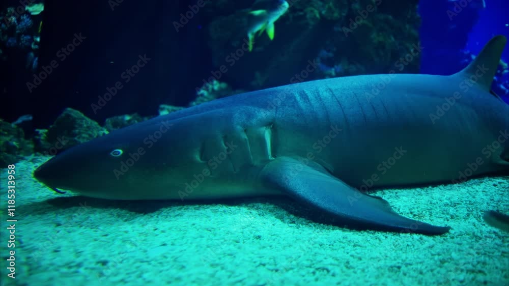 Close up of Rhinobatos fish and a Nurse shark in the water Close up of Rhinobatos fish and a Nurse shark in the water