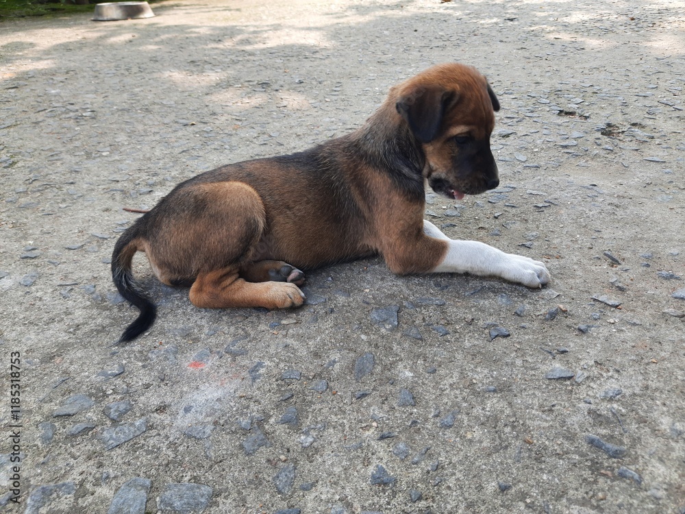 Indian street dog puppy. This puppy is waiting for its mother outside the den. Cute puppys. Baby animals. Baby dog. Indian street dog puppy. This puppy is waiting for its mother outside the den. Cute puppys. Baby animals. Baby dog.