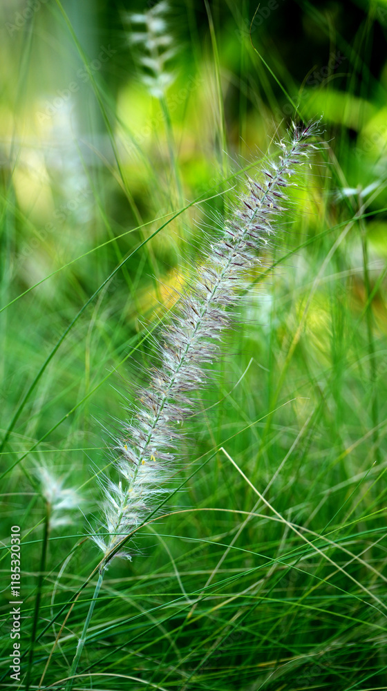 A grass white flower, blurred background. A grass white flower, blurred background.