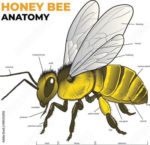 illustration of worker honey bee anatomy diagram