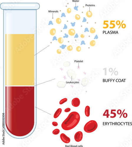 illustration of blood composition diagram