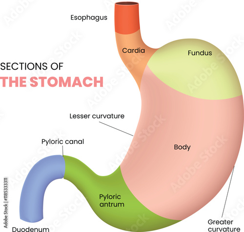 illustration of nail anatomy cross section
