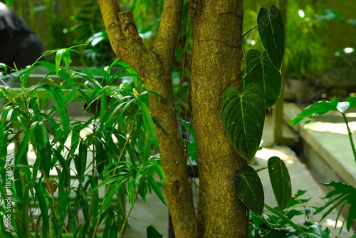 Green plants and tree as decirative plant in garden. Philodendrum leaves, evodia sauveolens plant and trunk of tree. Taman photo