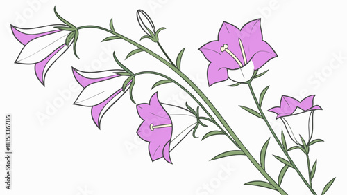 pink canterbury bells