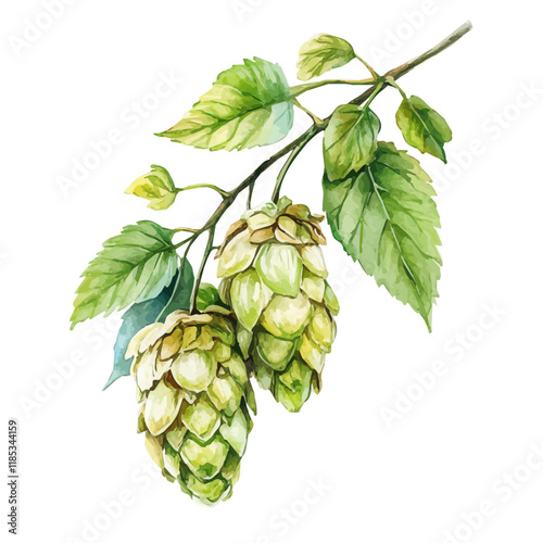 A watercolor drawing of a Hops branch, isolated on a white background. Hops vector.
