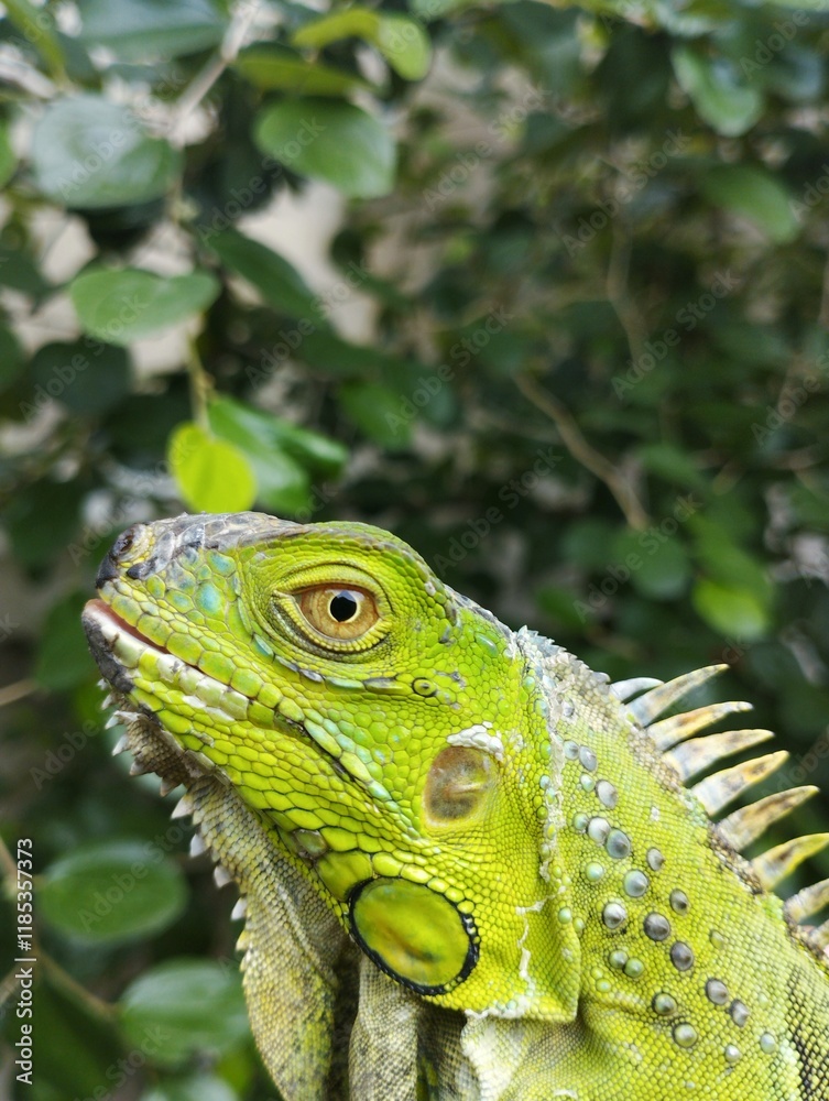 Fototapeta premium iguana on a tree