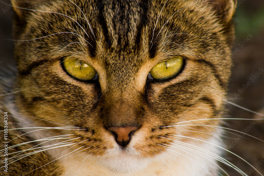 Close-up shot of stray tabby cat's eye Close-up shot of stray tabby cat's eye
